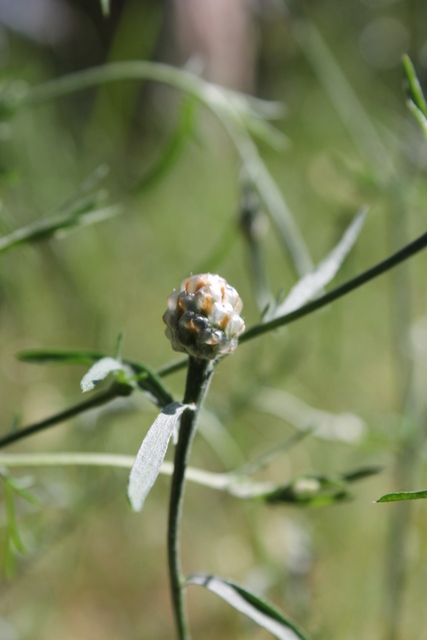 Campi Flegrei - Centaurea deusta